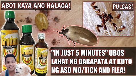 Mabisang gamot sa Kuto (Garapata) ng Aso .